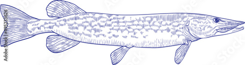 Pike Fish Monochrome Hand Drawn Illustration