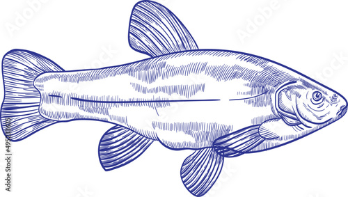 Tench Fish Monochrome Hand Drawn Illustration