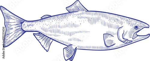 Salmon Fish Monochrome Hand Drawn Illustration