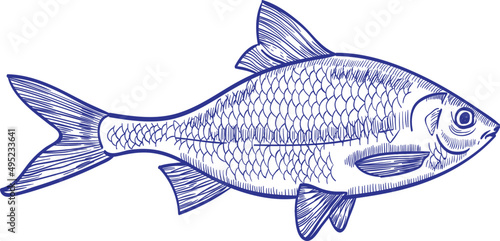 Roach Fish Monochrome Hand Drawn Illustration