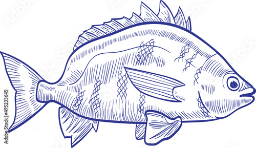 Bream Fish Monochrome Hand Drawn Illustration