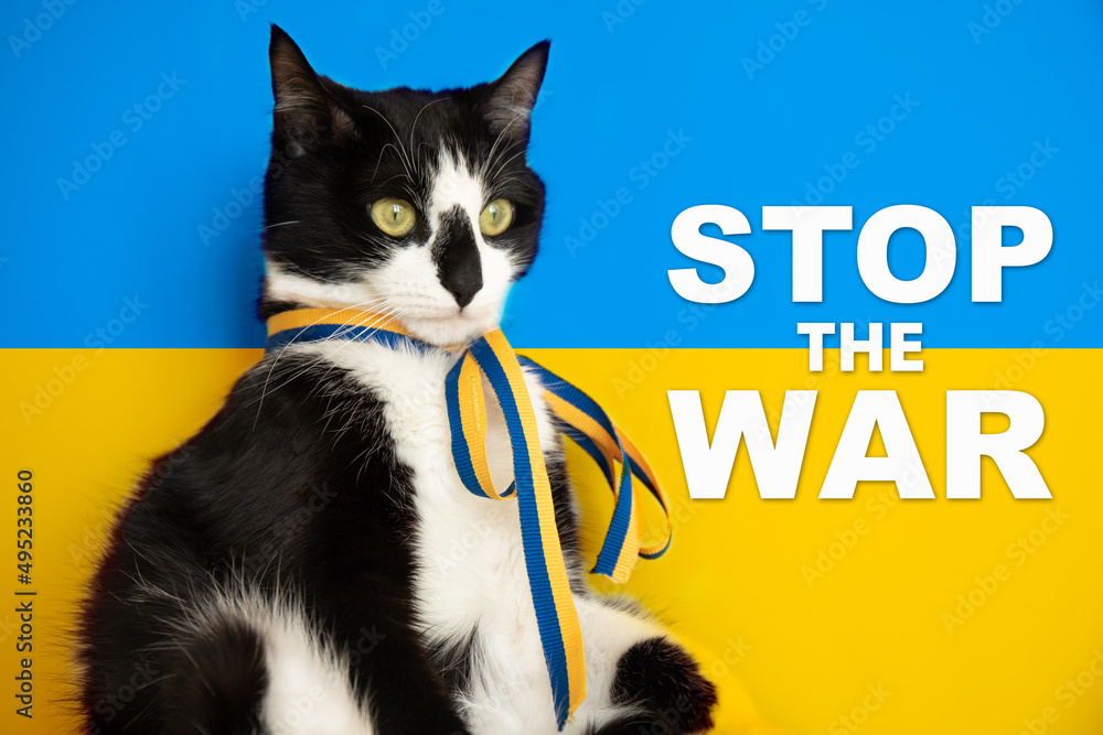 Cat in Ukrainian symbols on the background of the flag. No war Stock