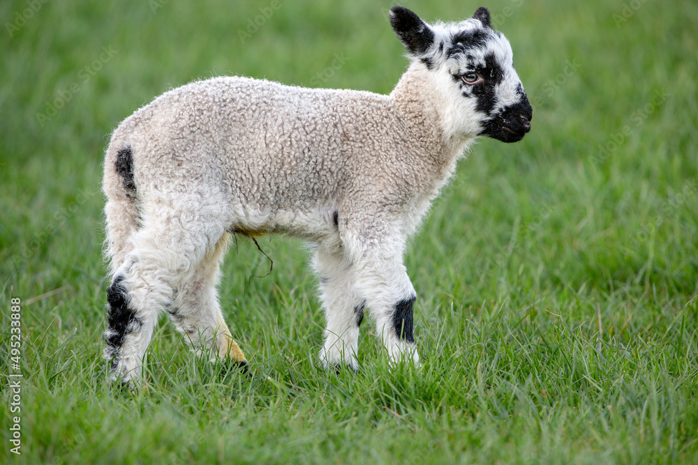 Close up of a newborn Swaledale mule lamb in Springtime. Facing right and stood in a lush green meadow. Yorkshire Dales, UK. Horizontal. Copy Space. Close up of a newborn Swaledale mule lamb in Springtime. Facing right and stood in a lush green meadow. Yorkshire Dales, UK. Horizontal. Copy Space.