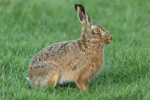 Close up of an alert brown hare in Springtime. Facing right in lush green meadow, Yorkshire Dales, UK. Scientific name: Lepus europaeus. Horizontal Copy space.