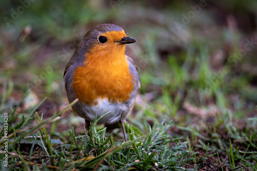 Robin