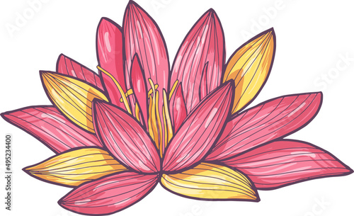 Blooming Lotus Flower Hand Drawn Illustration