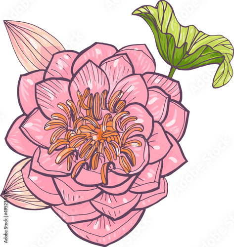 Lotus Flower in Blossom Hand Drawn Illustration