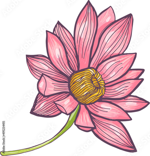 Lotus Flower Detailed Realistic Illustration photo