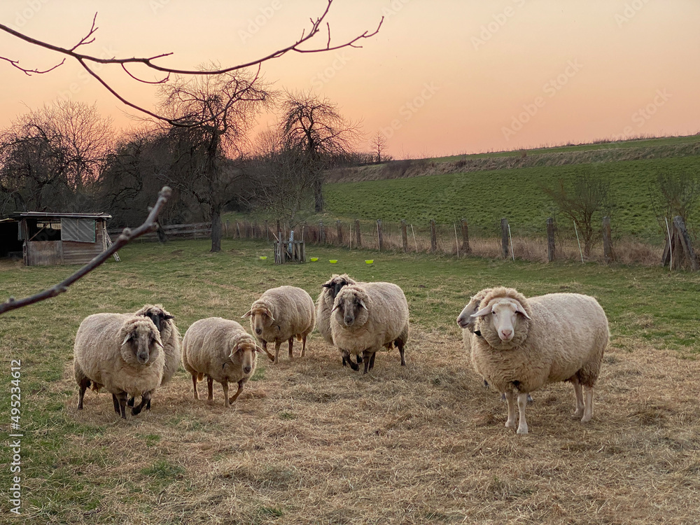 Fototapeta premium Abgegrenzte Weide darauf Schafe im Sonnenuntergang