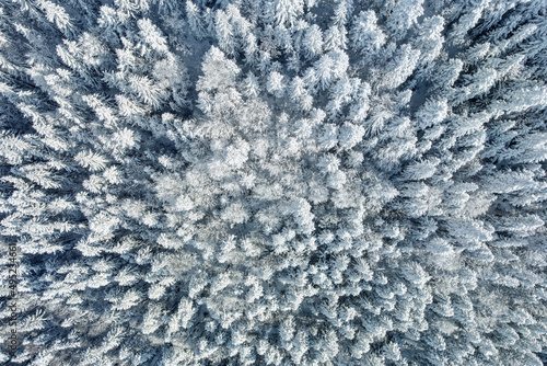Aerial top down view of a dense pine tree forest on a mountain peak, covered by heavy frozen snow 