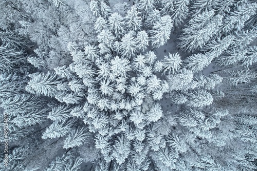 Top down view of a pine tree forest covered by heavy frozen snow on a mountain peak