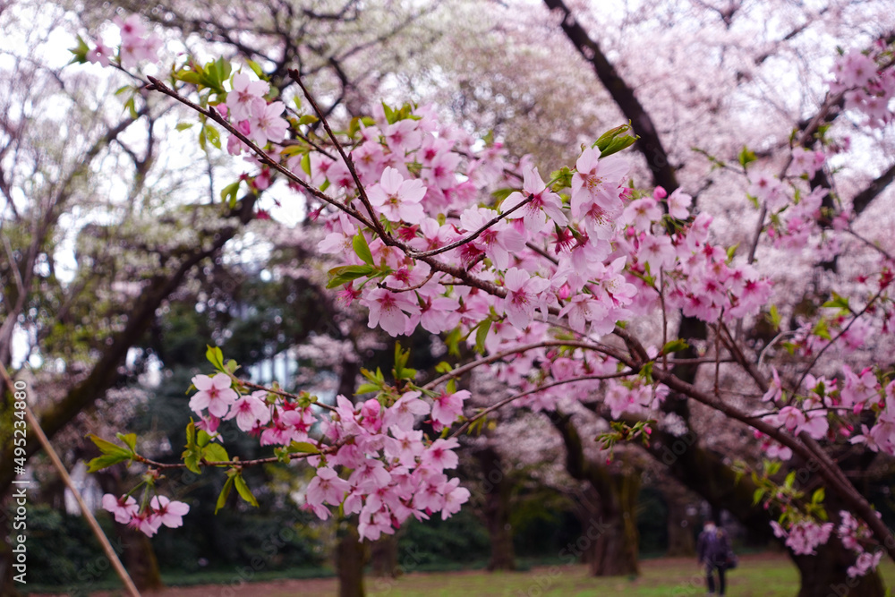 Cherry blossoms that give a sense of Japanese harmony. Sakura flowers. Cherry blossoms that give a sense of Japanese harmony. Sakura flowers.