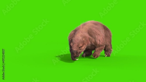 Paramylodon Pleistocene Mammal Walks Green Screen 3D Rendering Animation photo