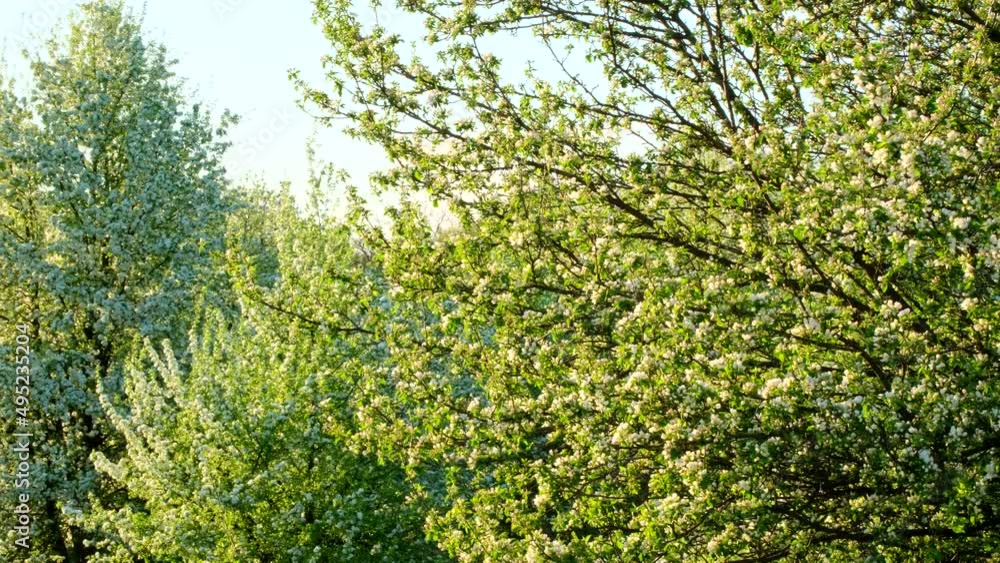 Branches of beautiful blooming tree with white flowers on foreground in early spring. Nature in Springtime. Spring mood, awakening of nature. Landscape Scenery Blooming backdrop slow motion Branches of beautiful blooming tree with white flowers on foreground in early spring. Nature in Springtime. Spring mood, awakening of nature. Landscape Scenery Blooming backdrop slow motion