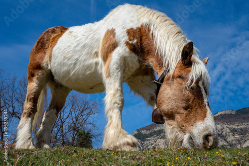 Gypsy horse with bell around neck grazing on wil;d flowers in pasture during springtime photo