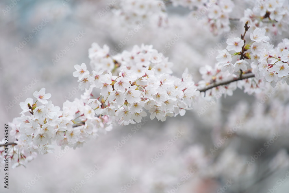 春に咲く東京の桜