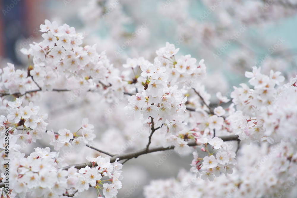 春に咲く東京の桜 春に咲く東京の桜