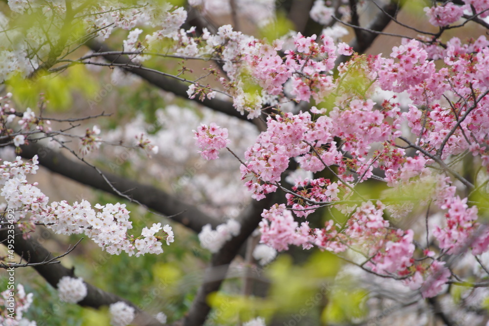 春に咲く東京の桜 春に咲く東京の桜