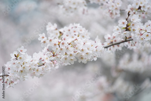 春に咲く東京の桜 © rika_portrait