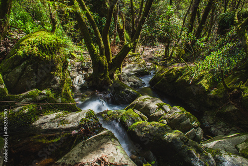 creek in  forest