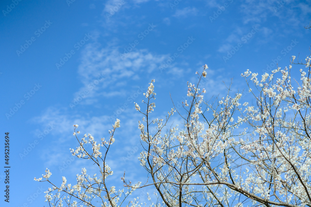 桜と青空 桜と青空