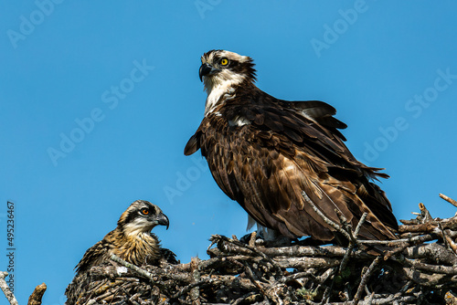 Osprey with baby chick