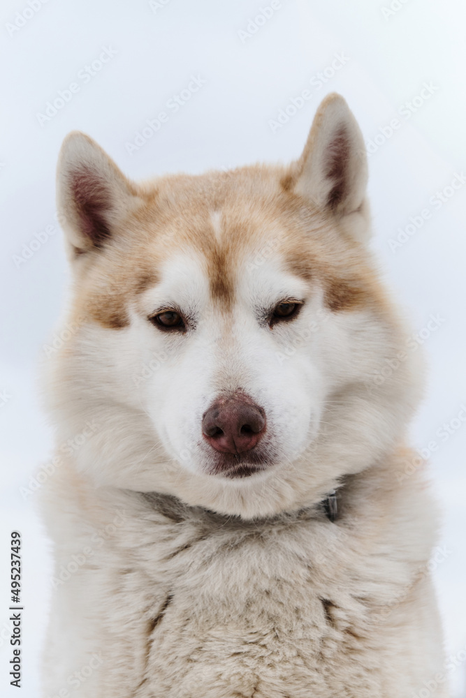 Smart dog with brown eyes. Portrait of red-and-white Siberian husky against light cloudy sky. Beautiful northern riding breed.
