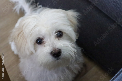 A Maltese Puppy sitting on the Floor and looking out of the dark from the left