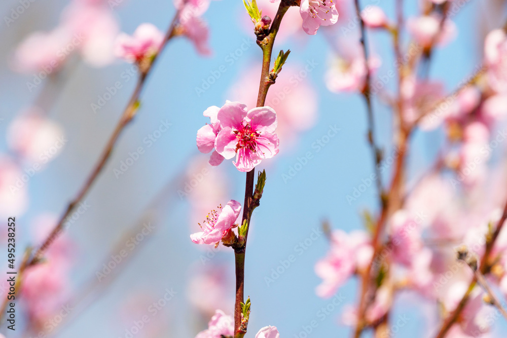 Beautiful Pink Peach Blossoms in a Garden..