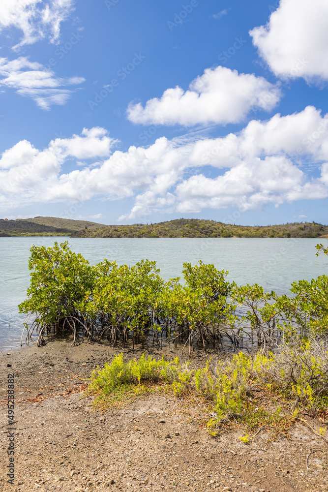 Obraz premium Mangroves at the beautiful Santa Martha Bay on the island Curacao in the Caribbean