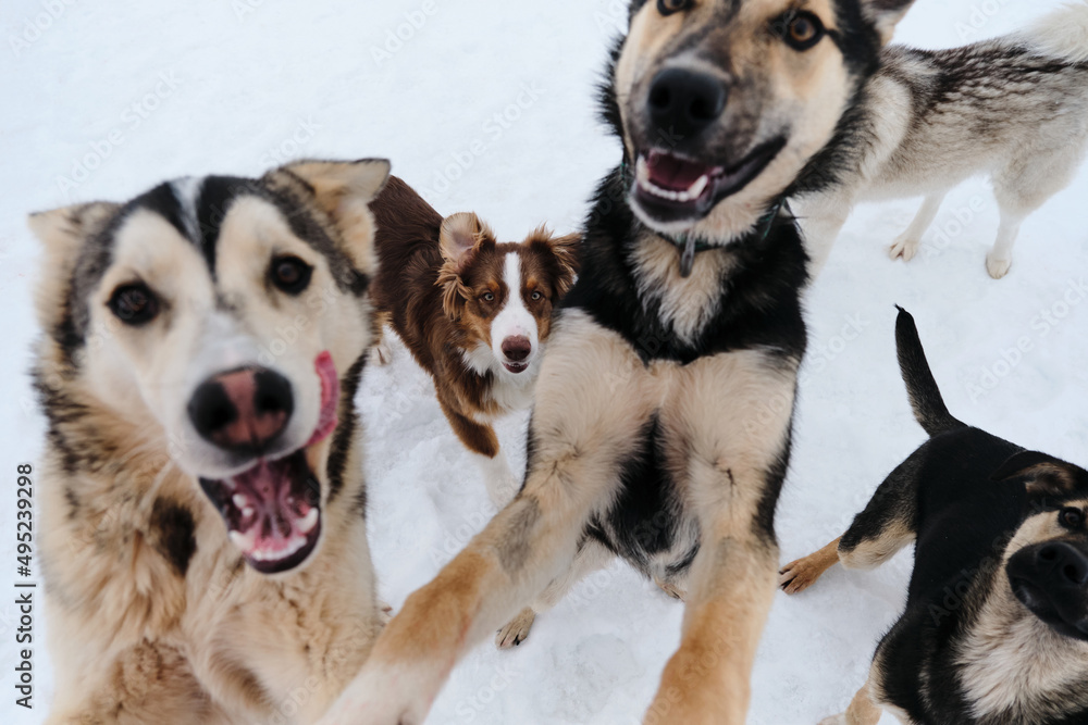 Adorable cute young dogs. Group of several Alaskan husky puppies on walk on snowy winter day in kennel of northern sled dogs. Close-up portrait. Australian Shepherd in middle. Adorable cute young dogs. Group of several Alaskan husky puppies on walk on snowy winter day in kennel of northern sled dogs. Close-up portrait. Australian Shepherd in middle.