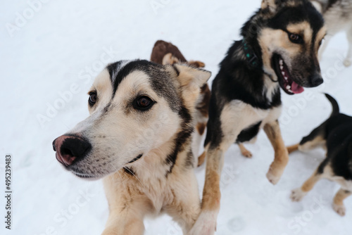 Adorable cute young dogs. Group of several Alaskan husky puppies on walk on snowy winter day in kennel of northern sled dogs. Close-up portrait.