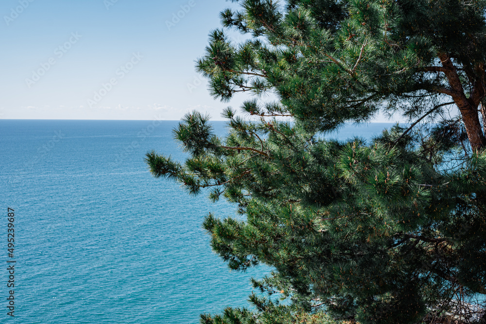 Beautiful nature background with branch of pinus pinaster above the blue sea surface