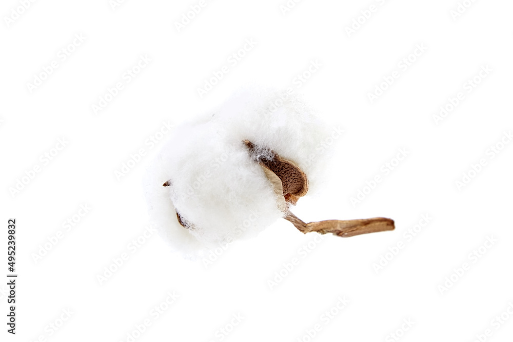 Cotton boll, dried cotton flower isolated on white Cotton boll, dried cotton flower isolated on white