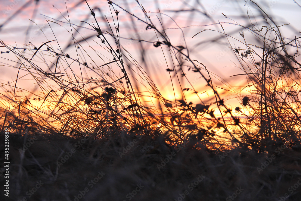 Field grass. Against the background of colored sunset. Field grass in focus. Field grass. Against the background of colored sunset. Field grass in focus.