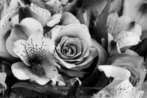 white and black roses