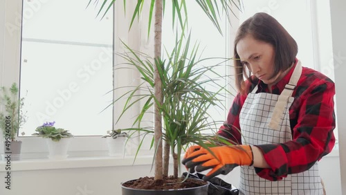 Plant transplantation, a girl transplants a dracaena into a new pot. Houseplant care.