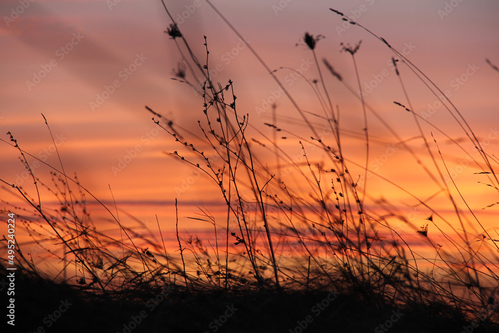 Fototapeta premium Field grass. Against the background of colored sunset.
