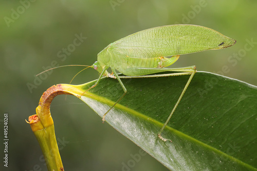 An adult long-legged grasshopper is foraging in the bushes. This insect has the scientific name Mecopoda nipponensis. 