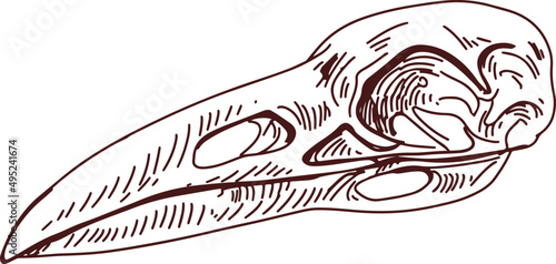 Bird Raven Scull Hand Drawn Illustration