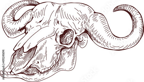 Bull Animal Scull Hand Drawn Illustration