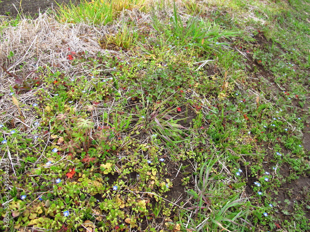 Obraz premium 雨上りの畑の畦道の若草