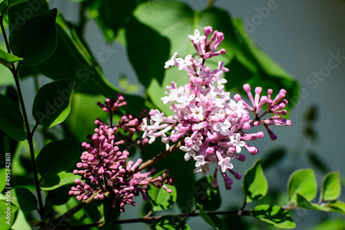 Group of fresh delicate small purple flowers of Syringa vulgaris (lilac or common lilac) towards clear blue sky in a garden in a sunny spring day, floral background photographed with soft focus.