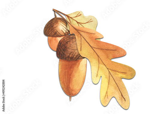 Two acorns on an oak branch with autumn leaves. Hand painted watercolor illustration. Decorative element Drawn on white background