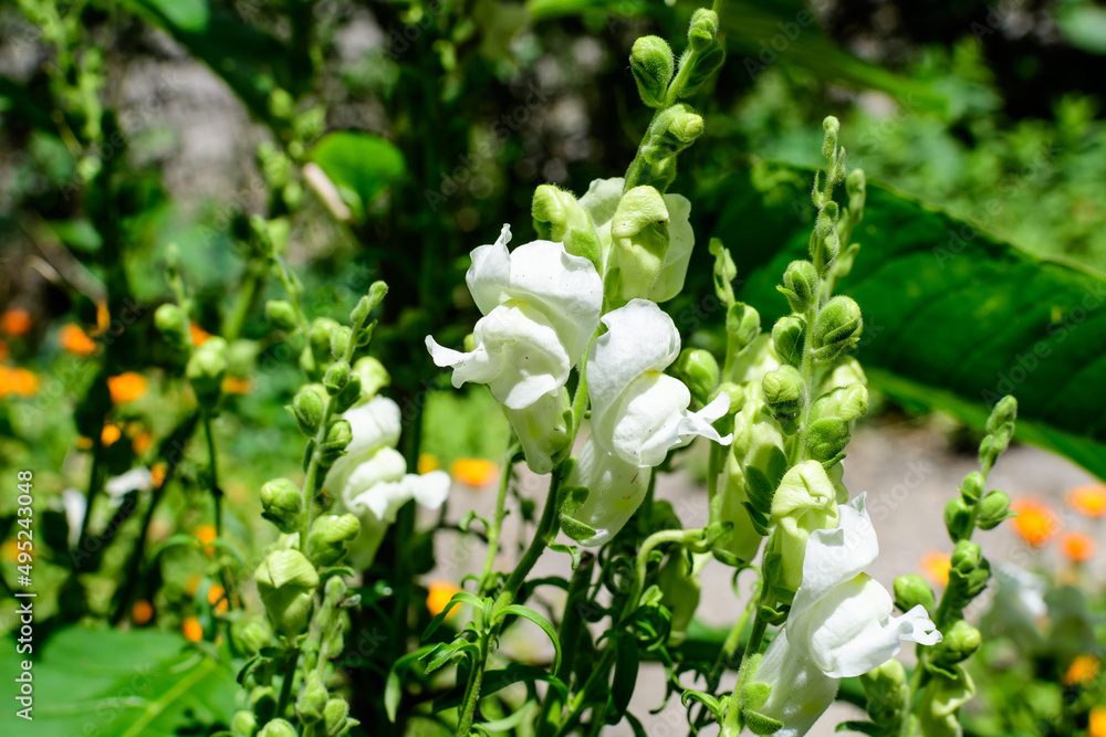 Many white dragon flowers or snapdragons or Antirrhinum in a sunny spring garden, beautiful outdoor floral background photographed with soft focus. Many white dragon flowers or snapdragons or Antirrhinum in a sunny spring garden, beautiful outdoor floral background photographed with soft focus.