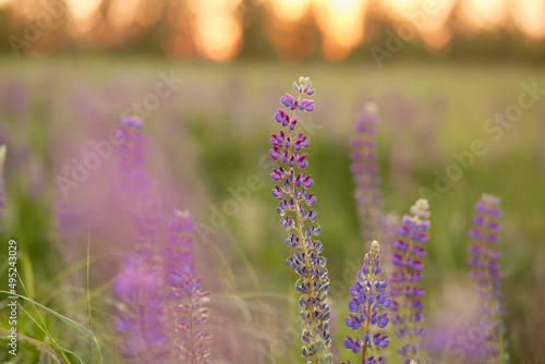 Lupins purple field natural background. Wellness closeness to nature. Self-discovery concept. Macro photography flowers