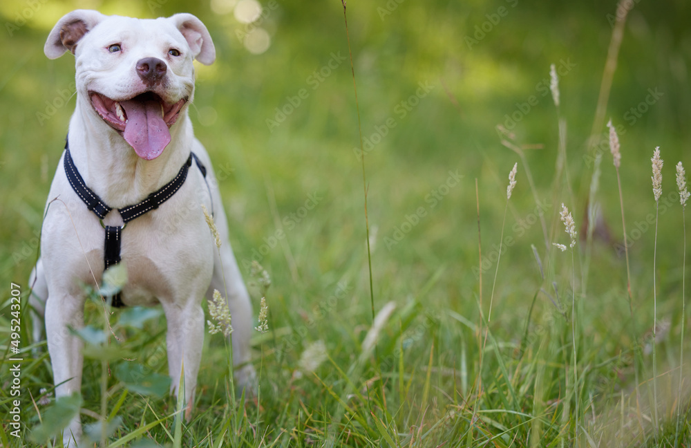 Im furry happy. Shot of a dog sitting in a garden.