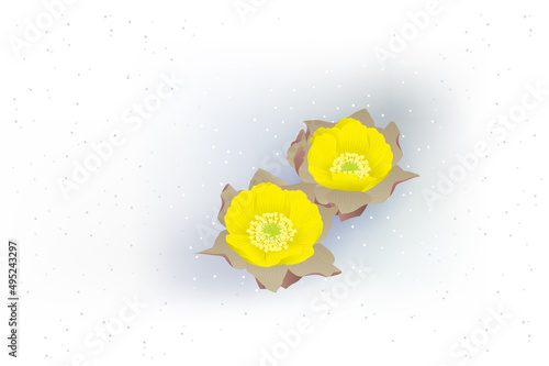早春の花.福寿草のベクターイラスト