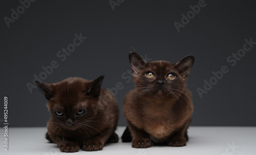 Two miniature cats with dark brown fur against gray background © Fxquadro