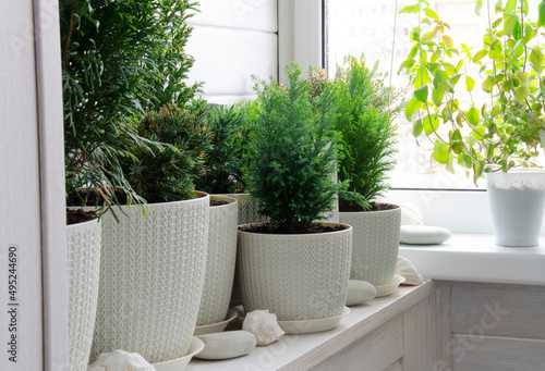 Coniferous plants on a white balcony. Thuja, cypress, juniper. Crop production. Interior design, wooden veranda, a place to relax. Modern stylish loggia.